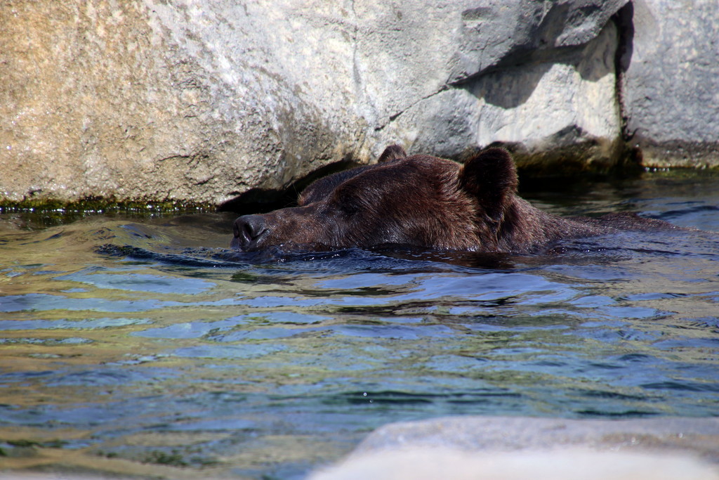 Bear Takes A Dip by randy23