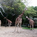 Giraffes by randy23