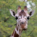 Giraffe Portrait by randy23