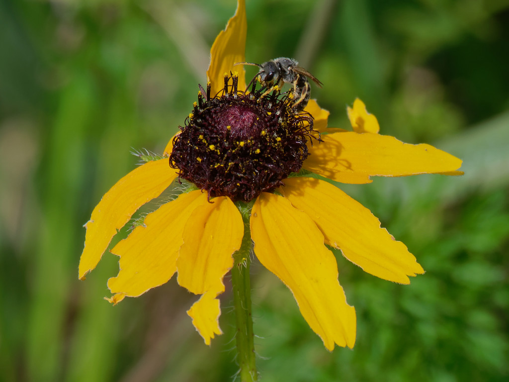 browneyed susan with sweat bee by rminer