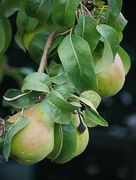 12th Sep 2019 - Growing Pears 