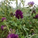 Flower filled morning by violetlady