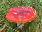 10th Sep 2019 - Toadstool