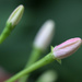 Blooming soon by ingrid01