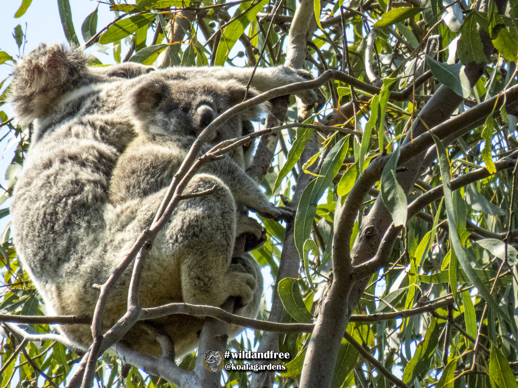 becoming aware by koalagardens