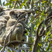 becoming aware by koalagardens