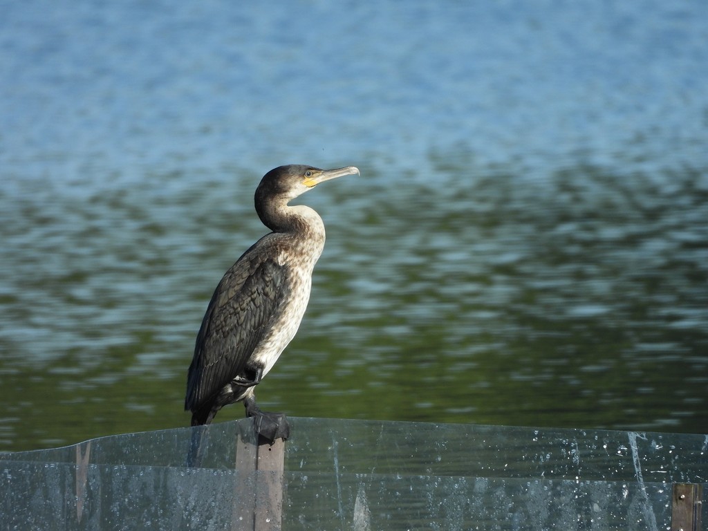 A cormorant on the lake by roachling