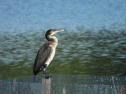 14th Sep 2019 - A cormorant on the lake