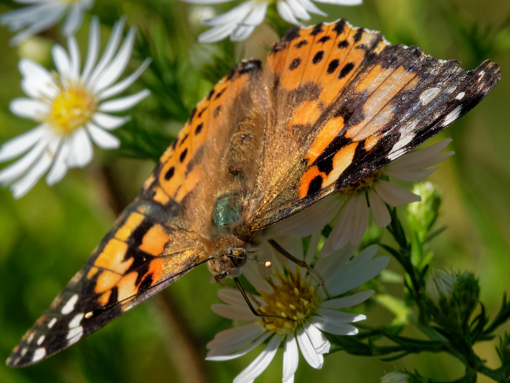 painted lady closeup by rminer