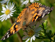 14th Sep 2019 - painted lady closeup