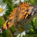 painted lady closeup by rminer
