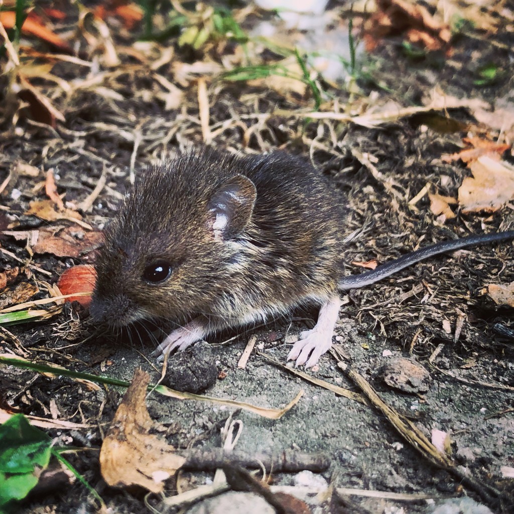 Little field mouse by bizziebeeme