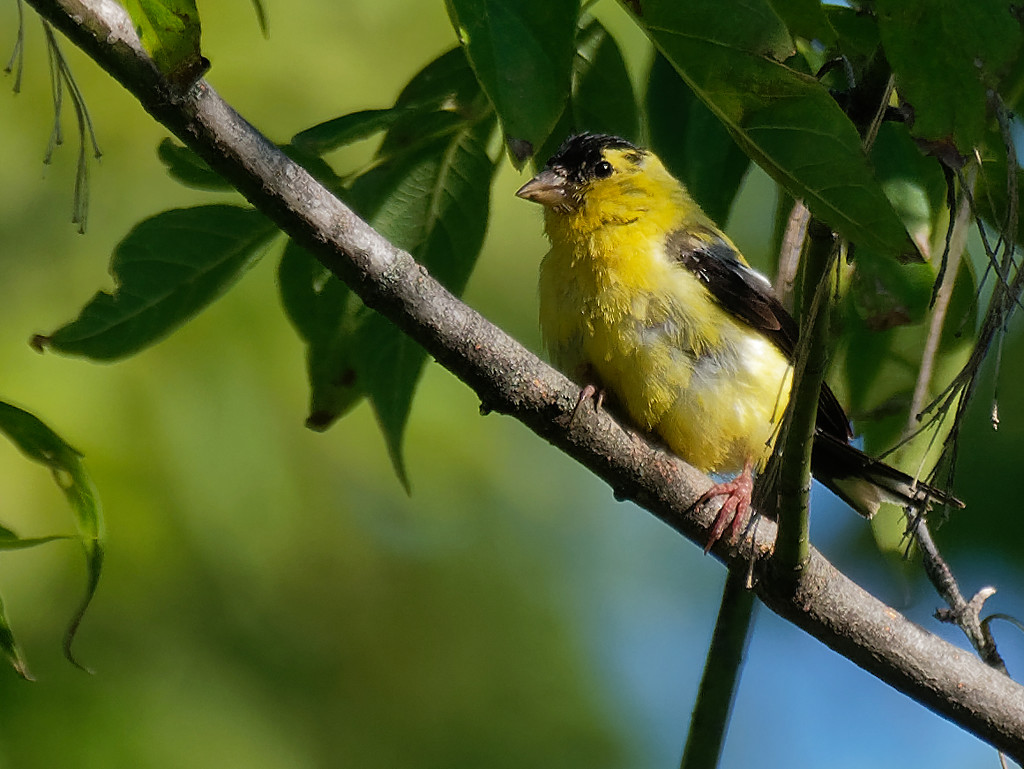 american goldfinch  by rminer