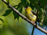14th Sep 2019 - american goldfinch 