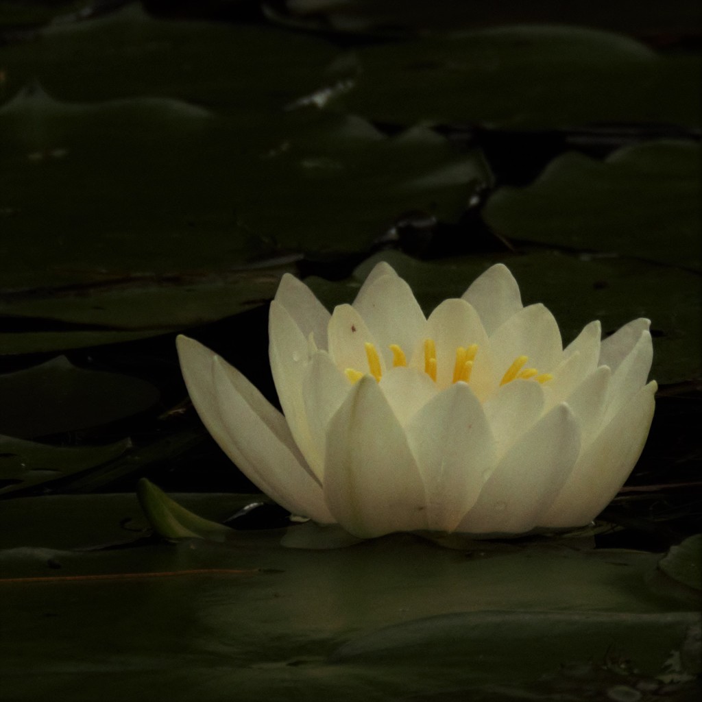 Waterlily  by radiogirl