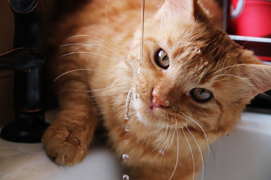 Day 257:  Kitten In The Kitchen Sink by sheilalorson
