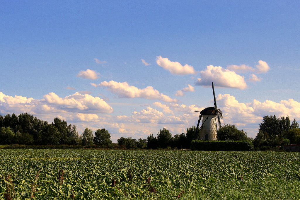 A typical Dutch view.  by pyrrhula