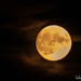 Harvest Moon  by radiogirl