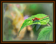14th Sep 2019 - Red Dragonfly on a Green Leaf