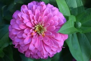 14th Sep 2019 - Dreamland Rose Zinnia