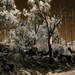 After the fires at Stanthorpe... by robz