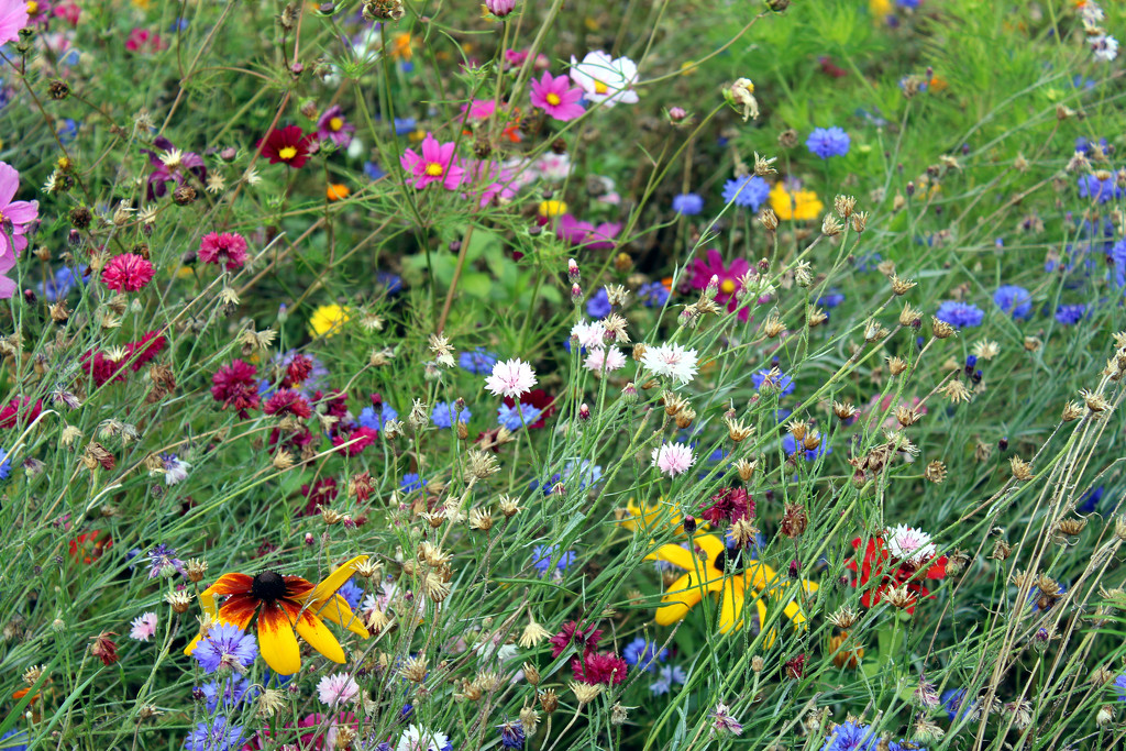 Wildflower meadow by jeff