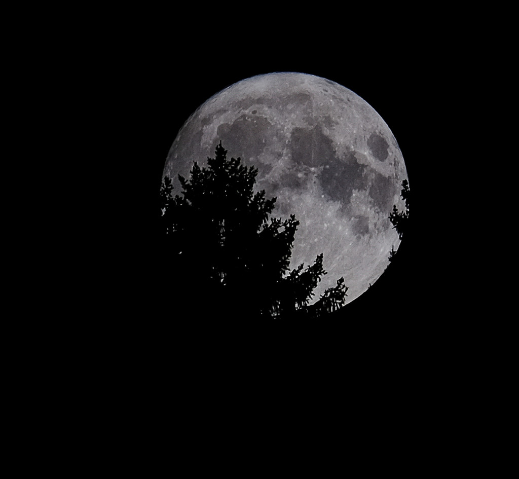 The rising of the moon from behind a pinewood  by caterina