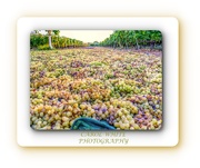 15th Sep 2019 - Grape Harvest Lying In The Sun In Preparation For Making The Dessert Wine