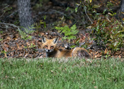 15th Sep 2019 - Fox in the backyard