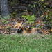 Fox in the backyard by photographycrazy