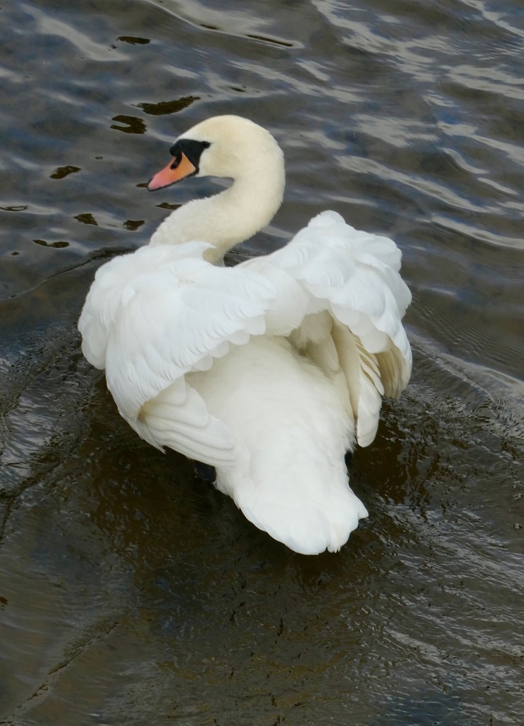 Swan near Essex Bridge by orchid99