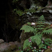 Fern at Ferne Clyffe - adjusted by lsquared