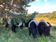 15th Sep 2019 - Belted Galloways