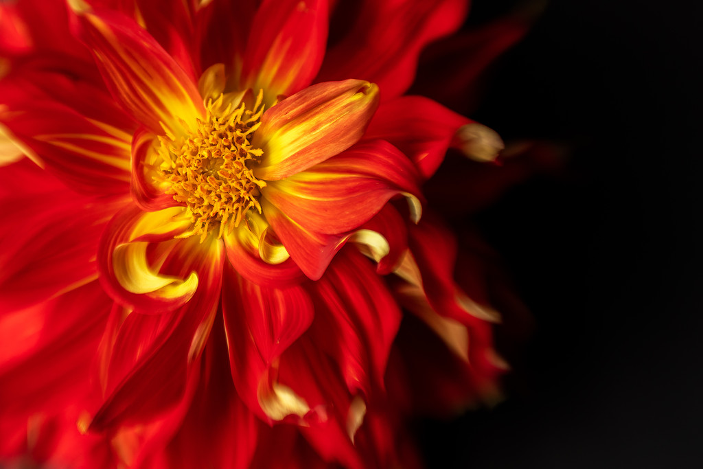 dahlia flames by jernst1779