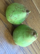 12th Sep 2019 - Pair of Pears from The Pear Tree