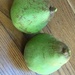 Pair of Pears from The Pear Tree by cataylor41