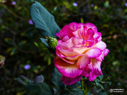 13th Sep 2019 - spring roses