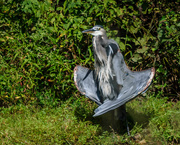 15th Sep 2019 - Heron on the Lake with a Hidden Treasure