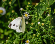 15th Sep 2019 - Cabbage White on Daisy Wildflower