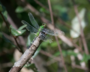 14th Sep 2019 - Emerald Green Dragonfly