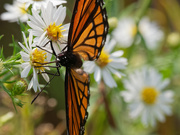 15th Sep 2019 - viceroy and asters