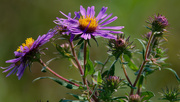 15th Sep 2019 - New England Asters 