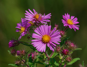 15th Sep 2019 - Pink asters 