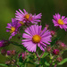 Pink asters  by rminer