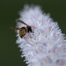 Busy Bee by tdaug80