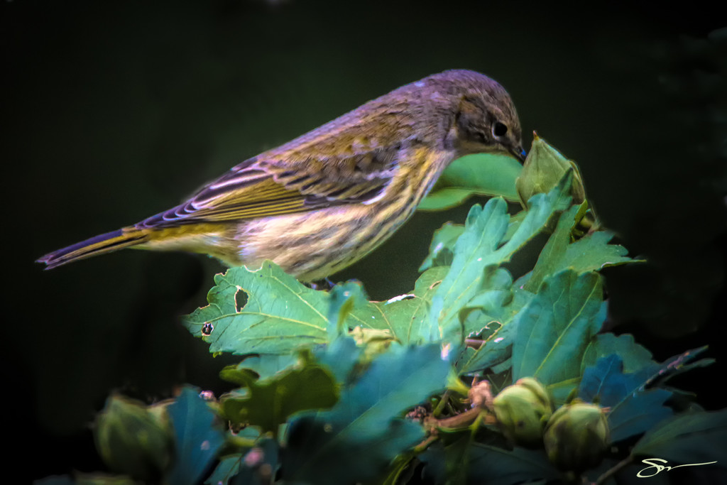 Cape May Warbler? by skipt07