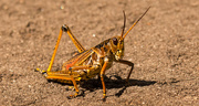 15th Sep 2019 - Eastern Lubber Grasshopper Crossing the Path!