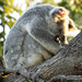 Looking at home already by koalagardens