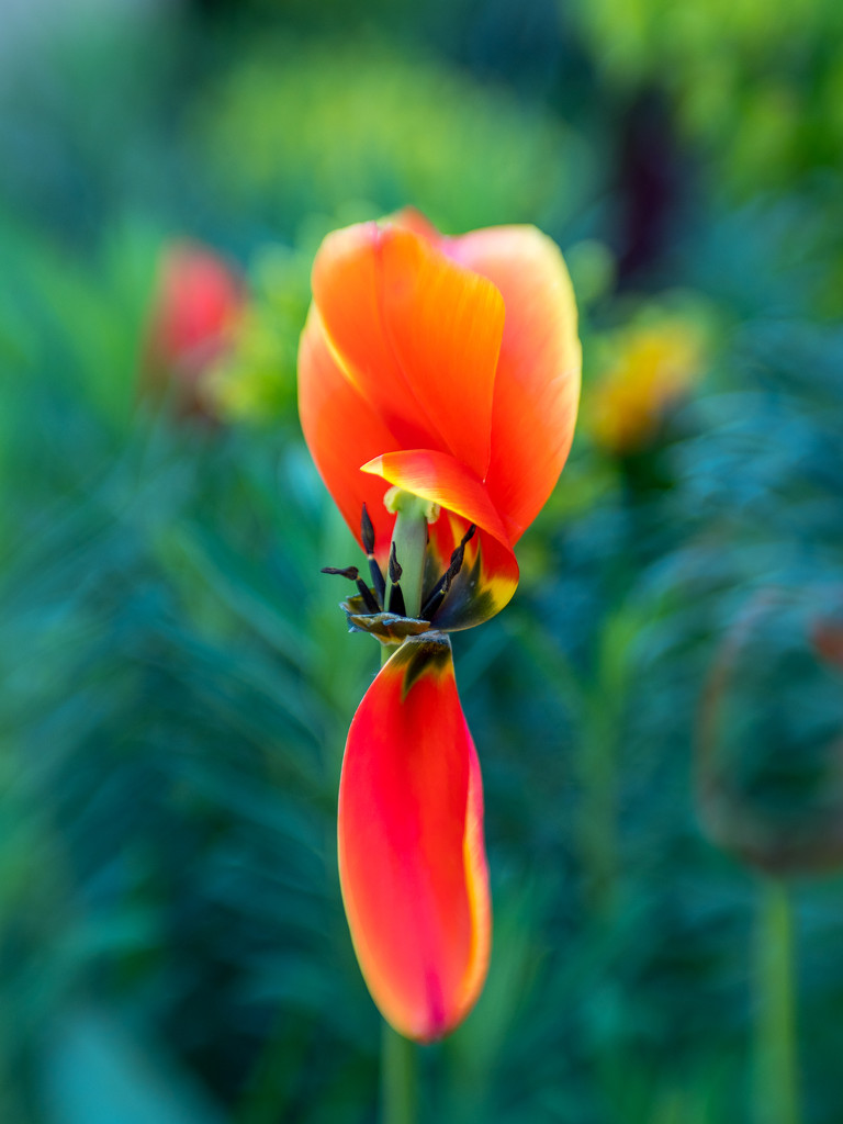 Tulip by gosia