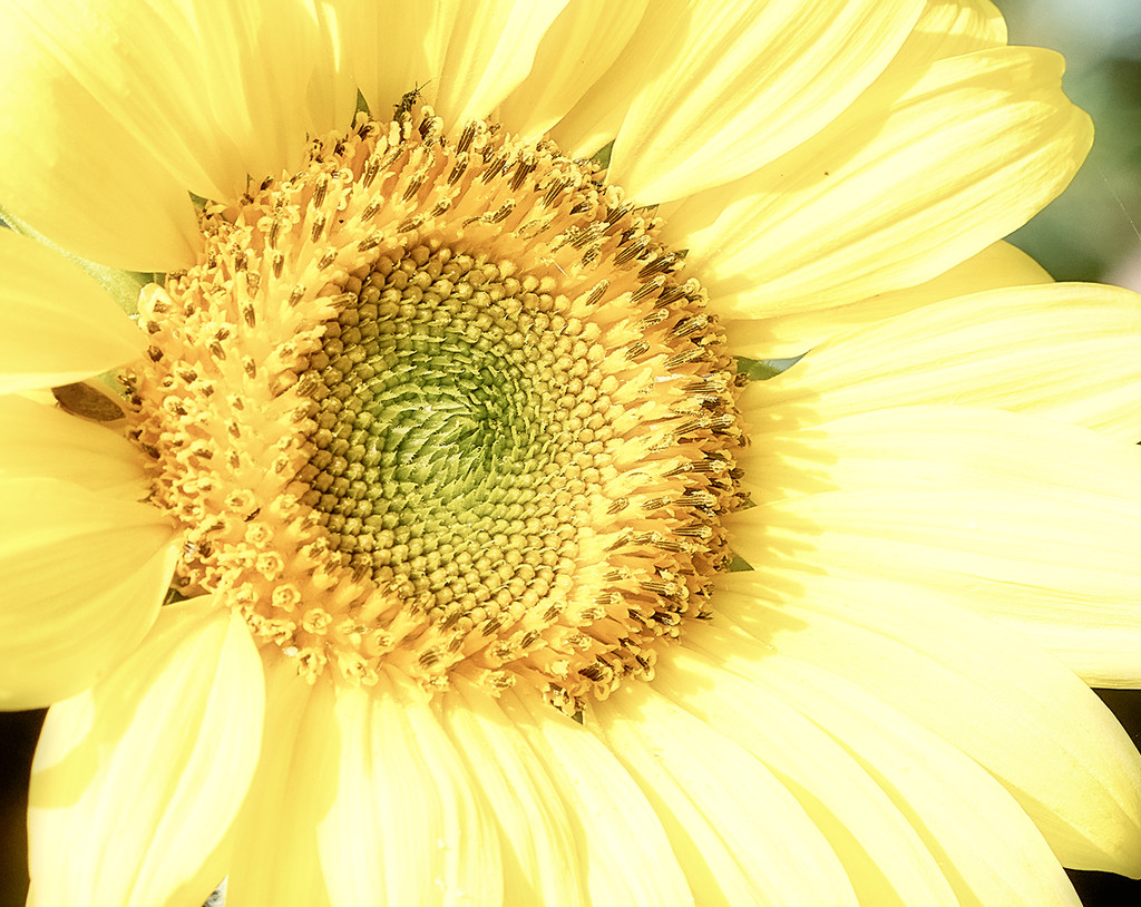 Sunny Day Sunflower by gardencat